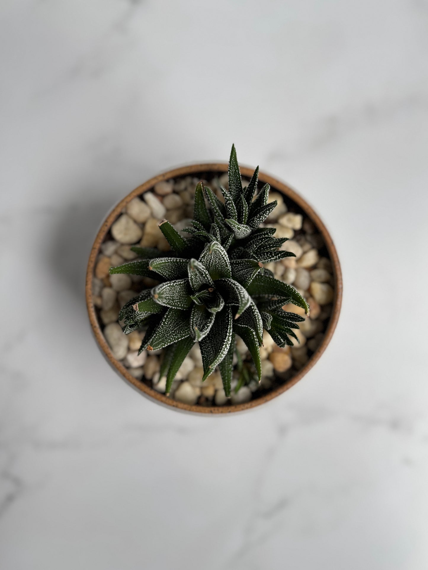Bubble Succulent Planter- White