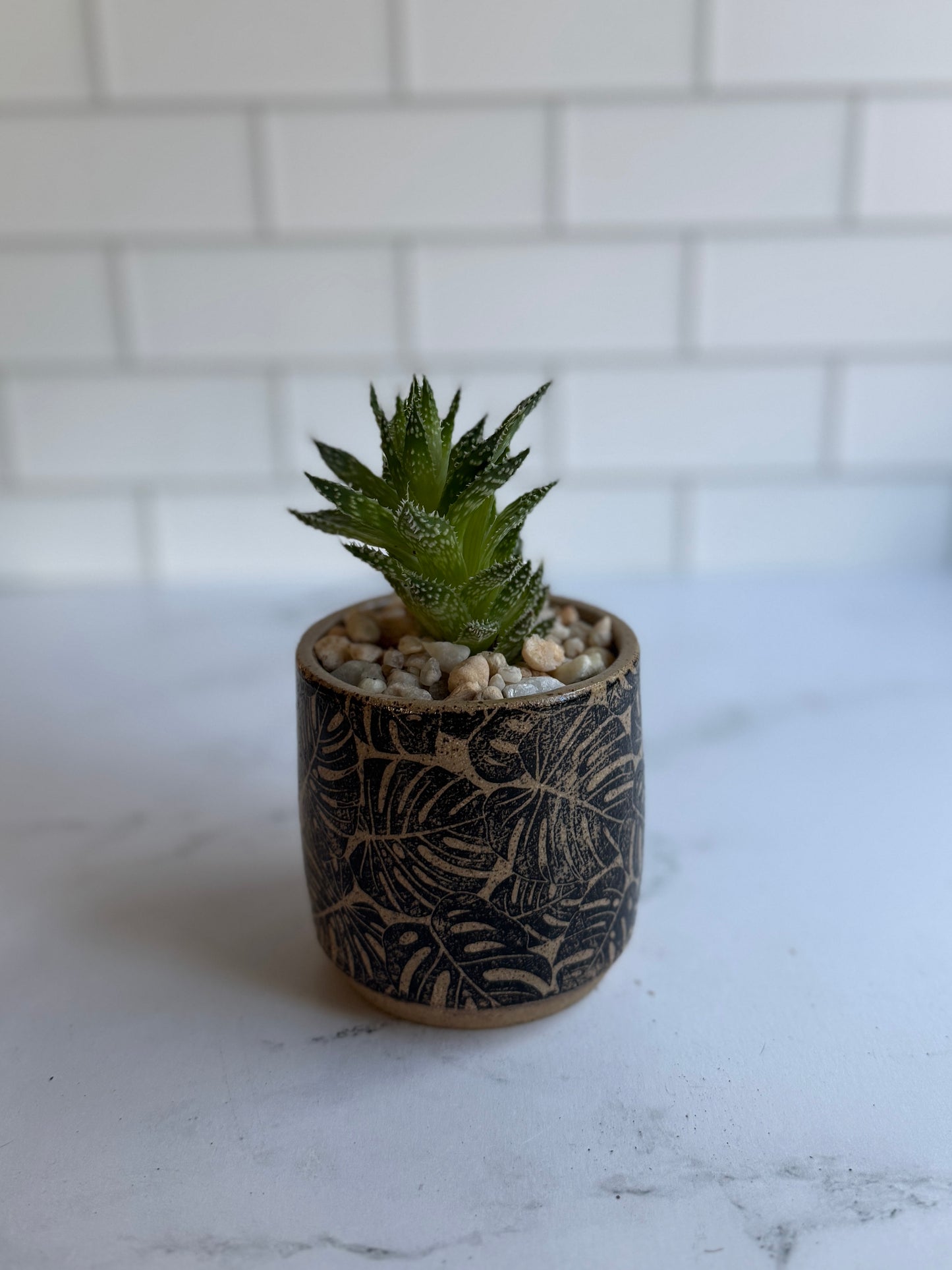 Black Monstera Succulent Planter