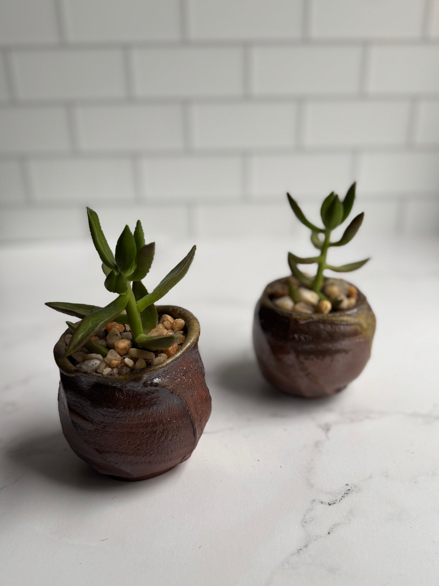 Shino Succulent Planters