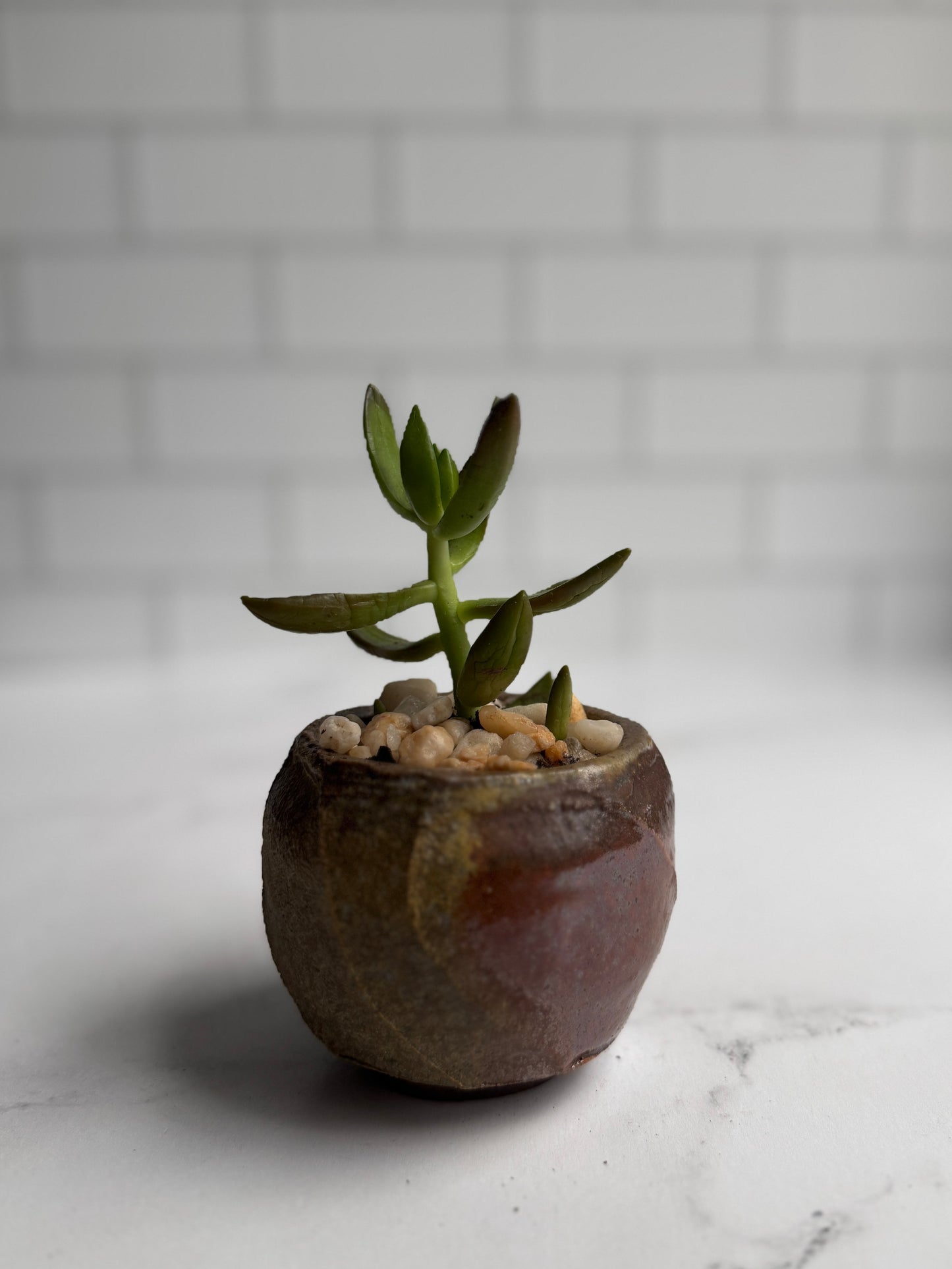 Shino Succulent Planters