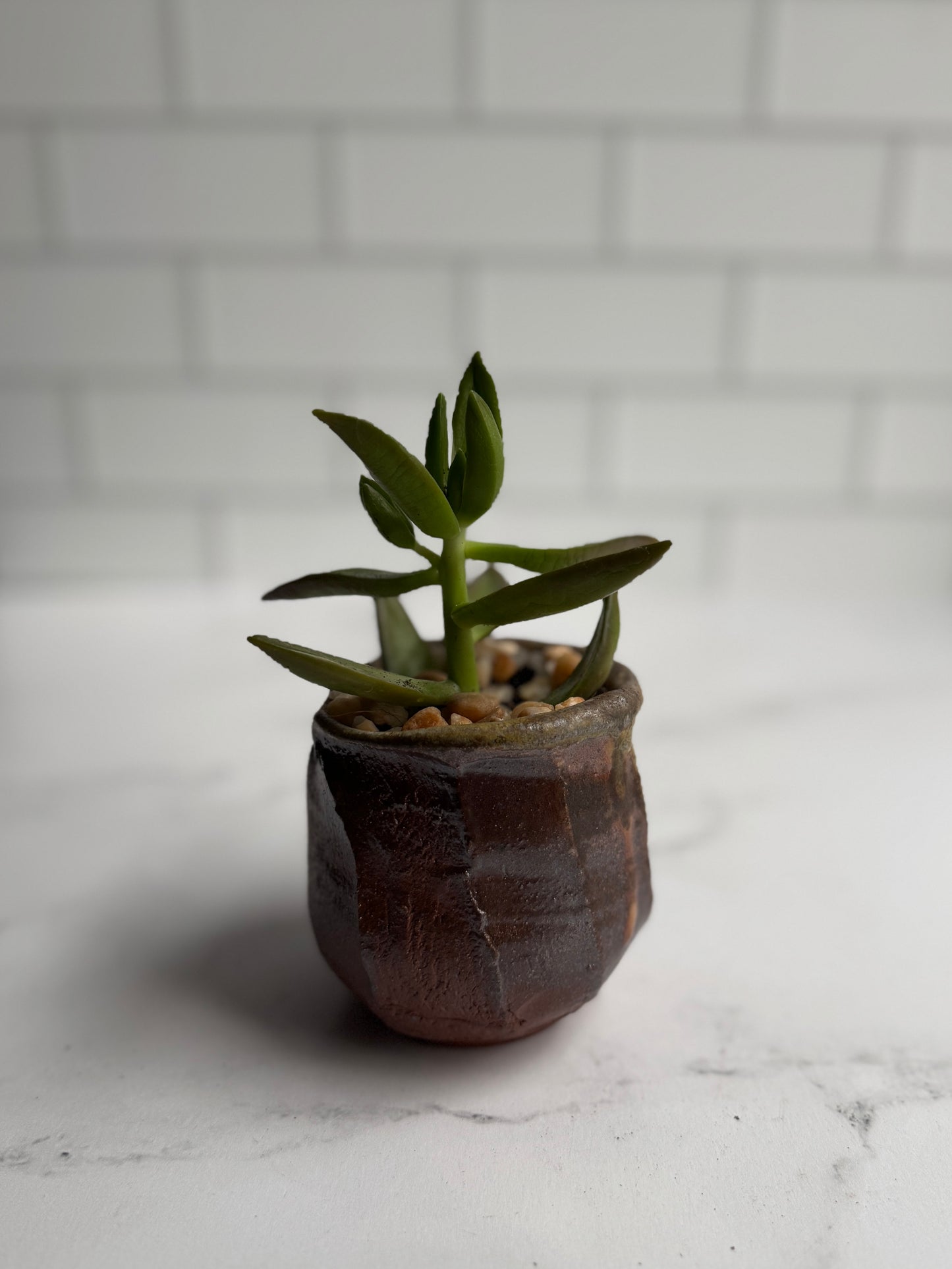 Shino Succulent Planters