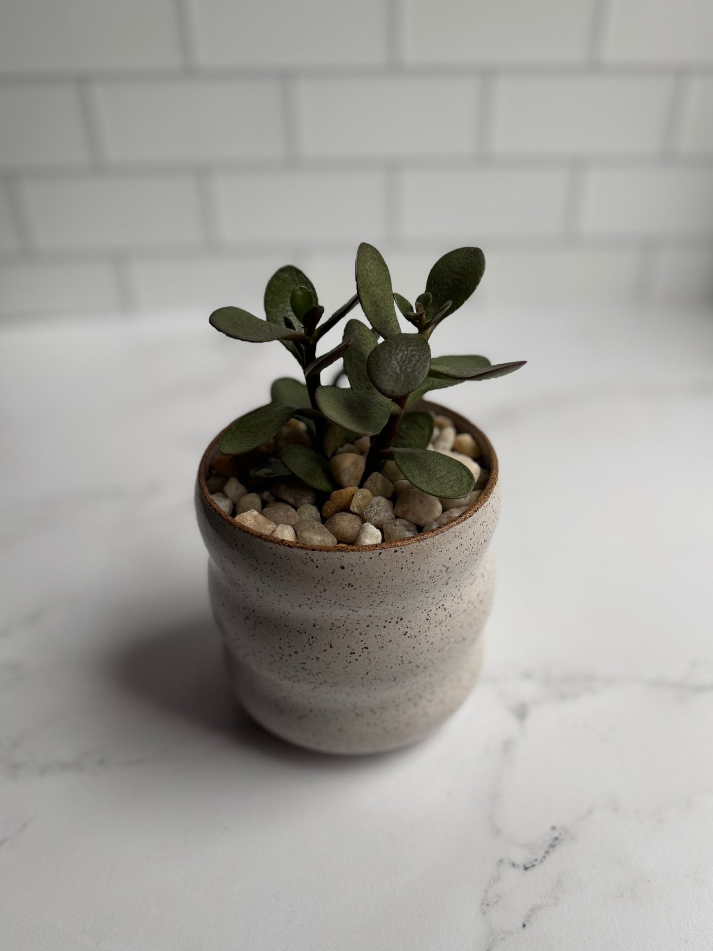 Bubble Succulent Planter- White