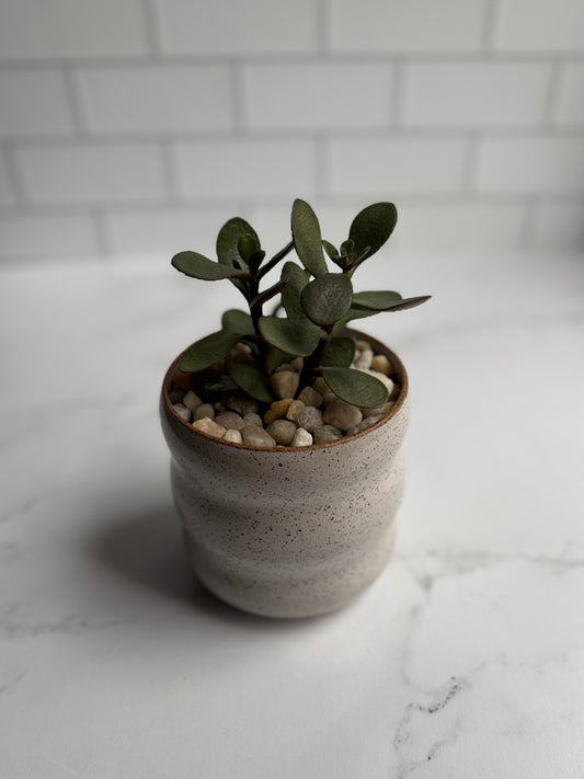 Bubble Succulent Planter- White