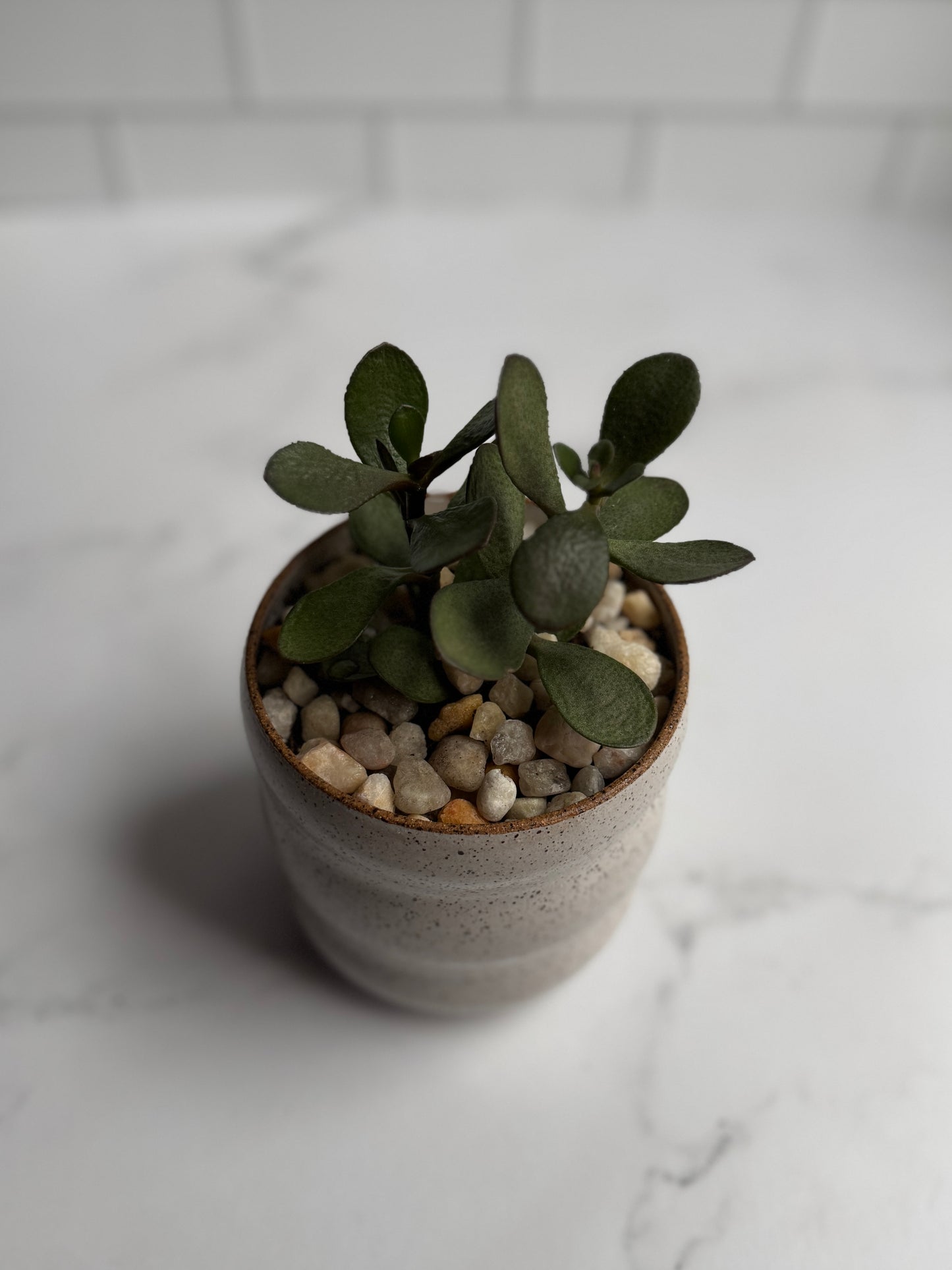 Bubble Succulent Planter- White