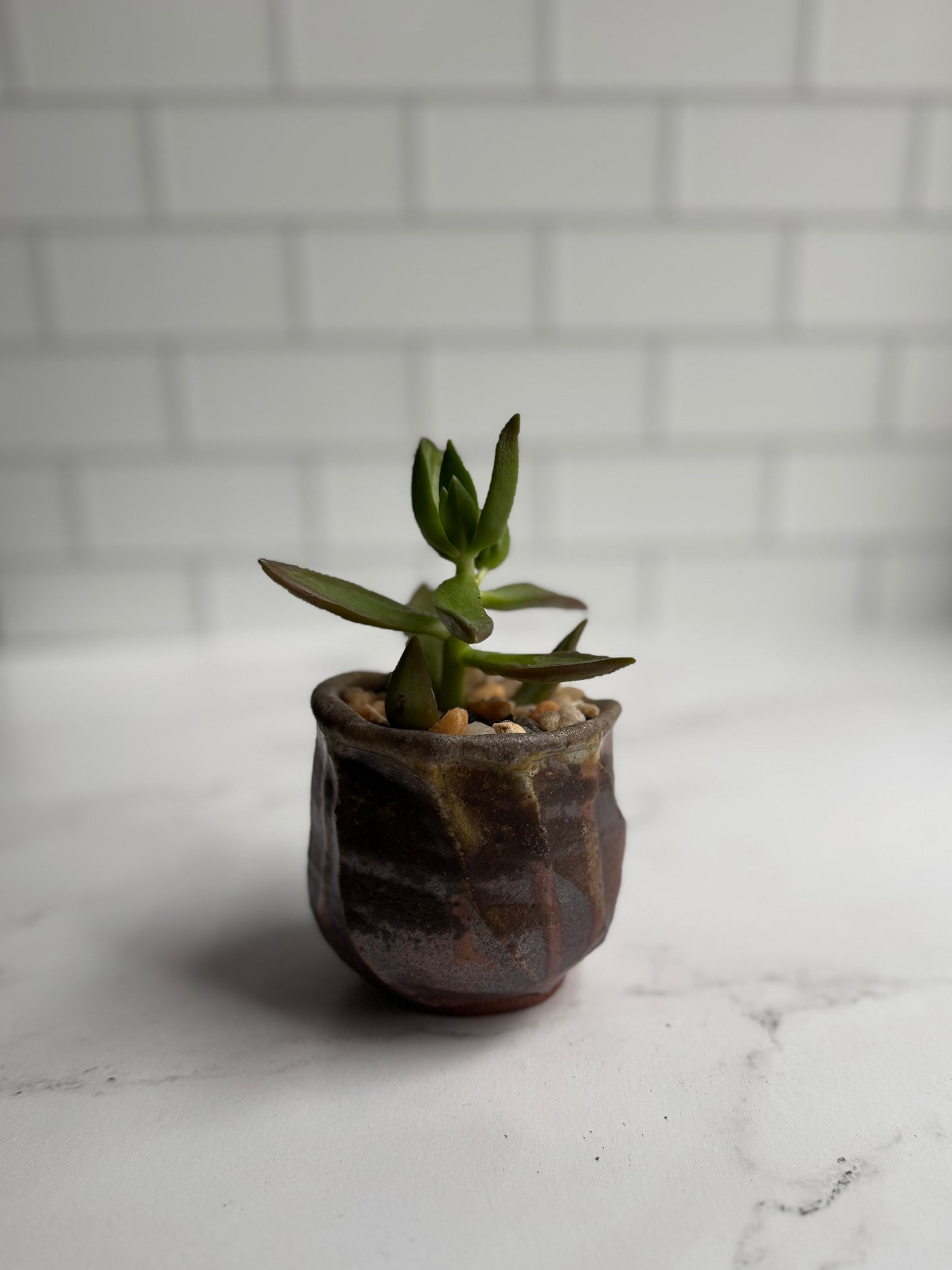 Shino Succulent Planters