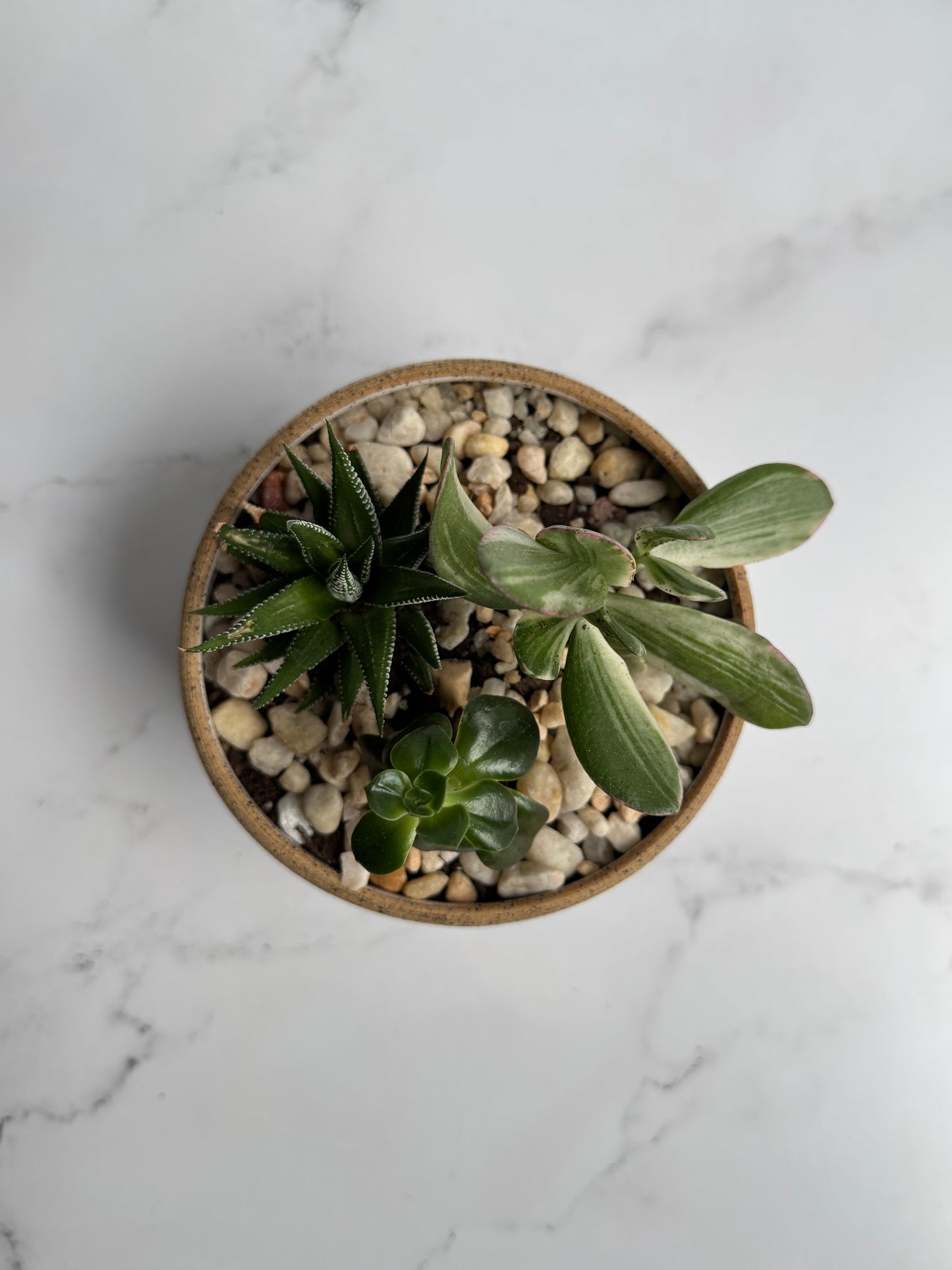 Bubble Succulent Planter- White