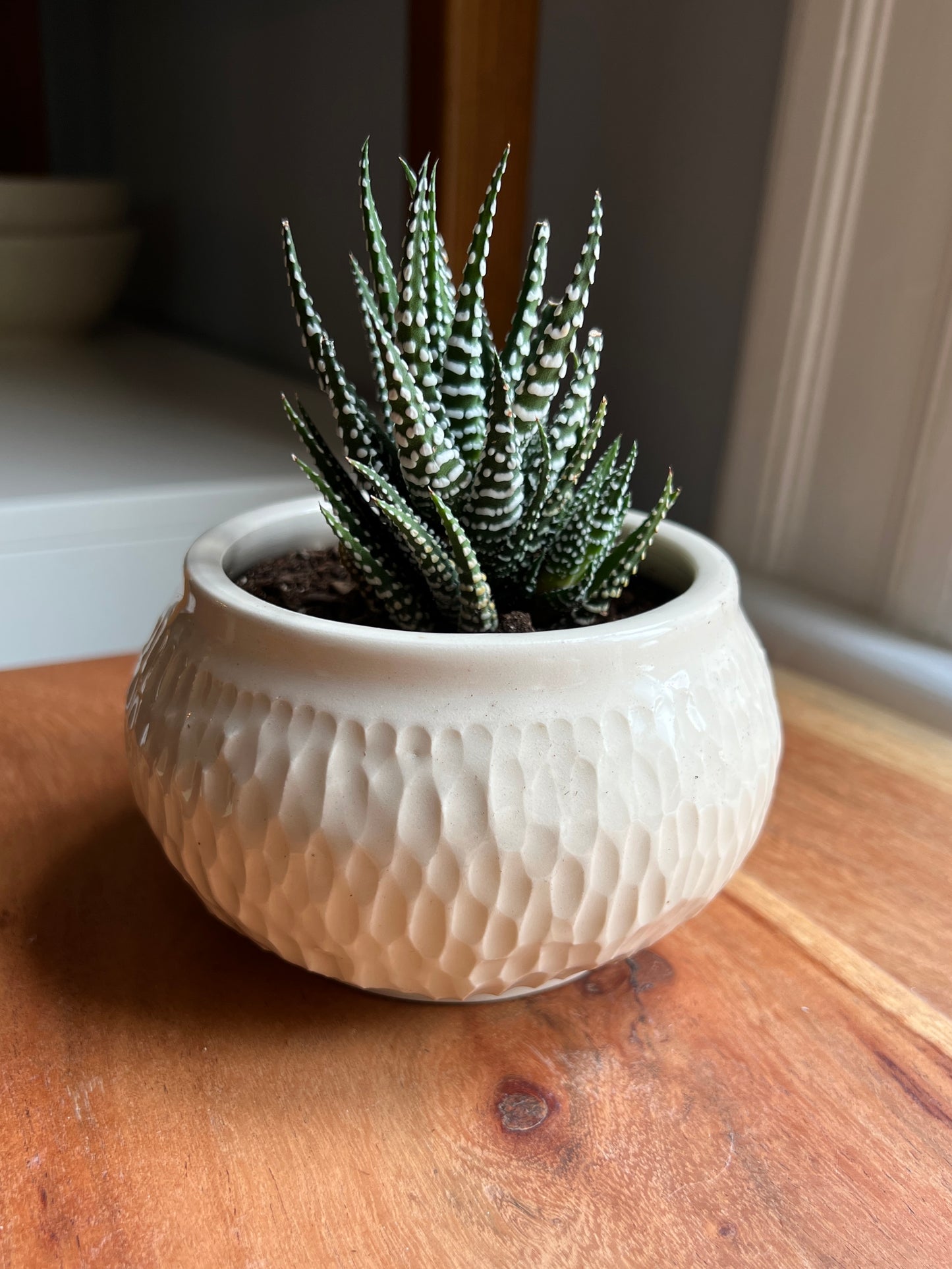 Succulent Planter- Textured Porcelain (Small)