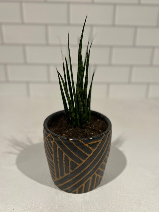 Midnight Striped Succulent Planter