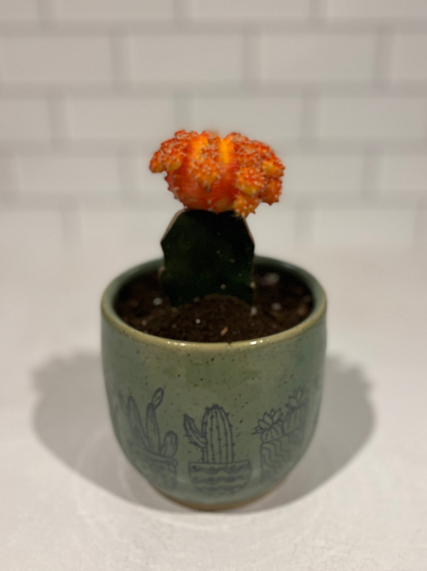 Cactus Flower Planter